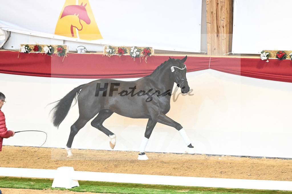 Kat-Nr. 71 Toto jr_Winklmaier_1230399 | hf-fotografie - Realisiert mit Pictrs.com