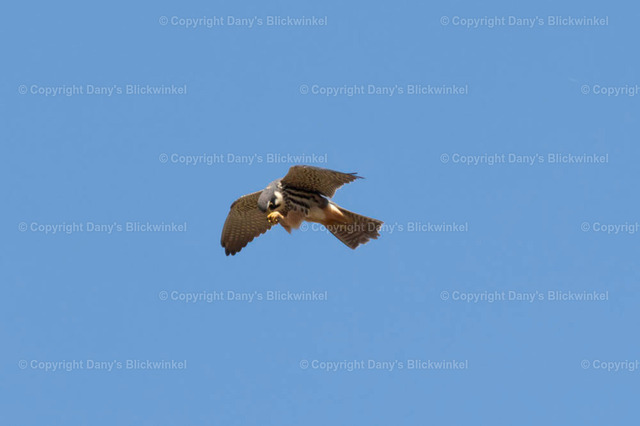 201712 | Tierfotografie, Tierkalender, Tierbilder, Insekten, Spinnen, Vögel, Schmetterling, Libellen, Leinwand, Colorkey, Qualität, Geschenkartikel, Geschenk - Realisiert mit Pictrs.com