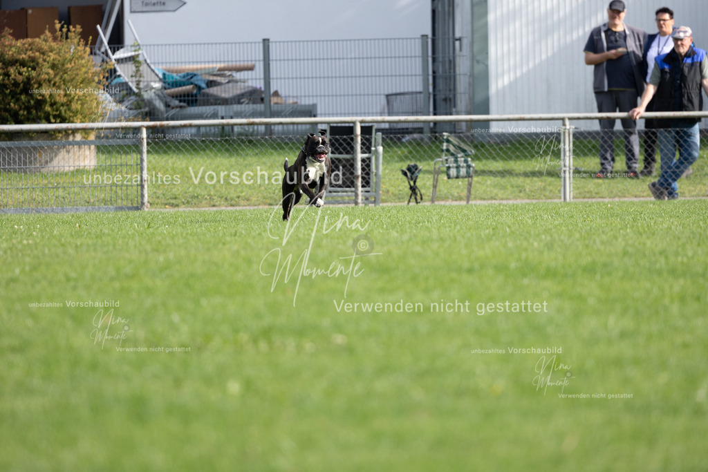 _16A5420 | Einzigartige Fotos von Hunden & Menschen –Actionfotos, Portraits, Vereinsaufnahmen & Paarshootings – authentisch, lebendig & mit Herz.