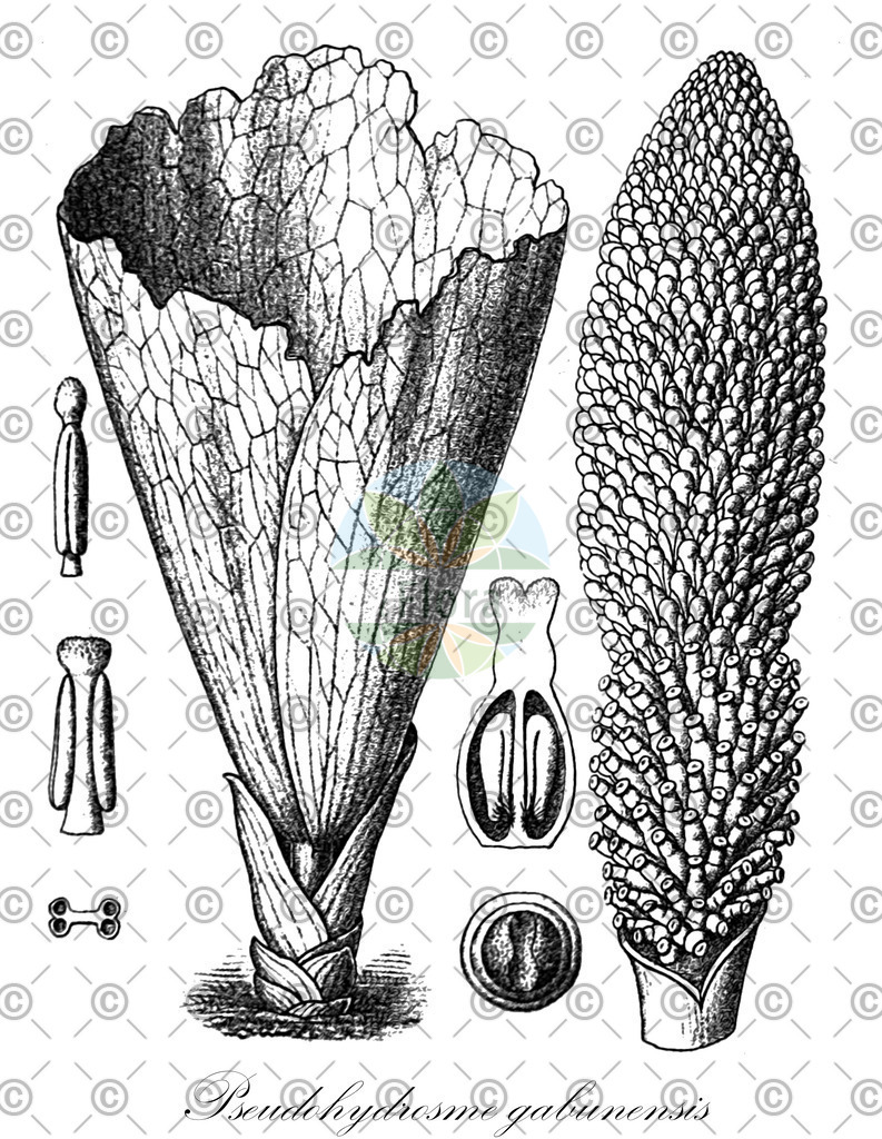 HistAbb_wfo-0000284016_1_ENZY_Simple | Historische Abbildung von Pseudohydrosme gabunensis - Araceae | Historical Illustration of Pseudohydrosme gabunensis - Araceae