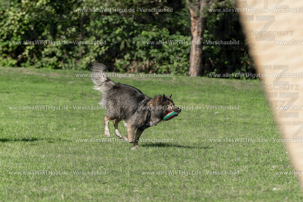 Hundeschwimmen_Volksbad_2026-allesWIRTHgut_Tierfotografie-2609061552-FAY07322 | Professionelle Tierfotografie in Mönchengladbach von Daniel Wirth (allesWIRTHgut). Liebevolle & natürliche Bilder von Hunden & Katzen für unvergessliche Erinnerungen.