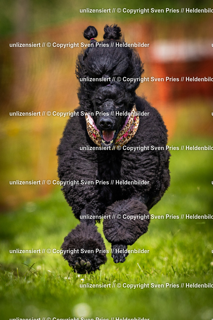 Sven Pries | 2025-04-13 - Hunderennen Baden-Baden - Realisiert mit Pictrs.com