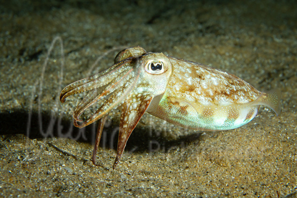 Sepia officinalis | Sepia / Cast: Sepia. Ang: Common cuttlefish. Fr: Sèche - Realisiert mit Pictrs.com