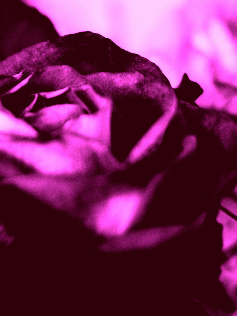 Flora 1 | OLYMPUS DIGITAL CAMERA - Realisiert mit Pictrs.com