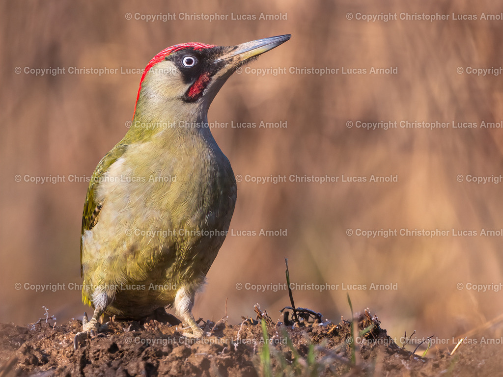 Grünspecht | bildkomponist - Realisiert mit Pictrs.com