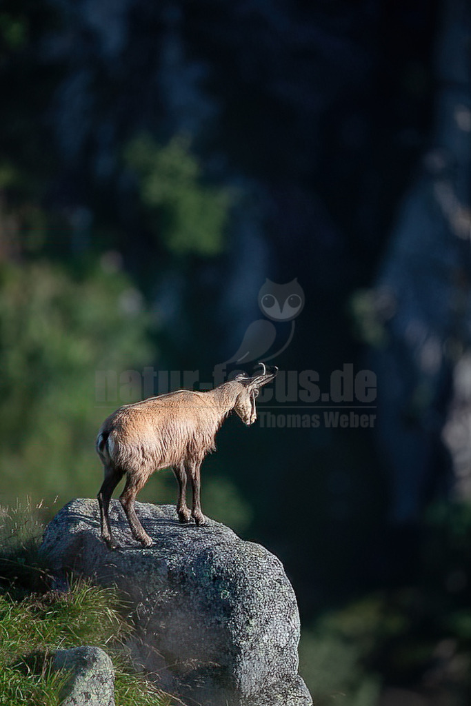 20210725074455-2 | Die Gämse (Rupicapra rupicapra), in der Jägersprache mit Gams oder Gamswild bezeichnet, ist eine in Europa und Kleinasien beheimatete Art der Ziegenartigen. Zusammen mit der Pyrenäen-Gämse und weiteren Arten gehört sie zur Gattung der Gämsen (Rupicapra). - Realisiert mit Pictrs.com