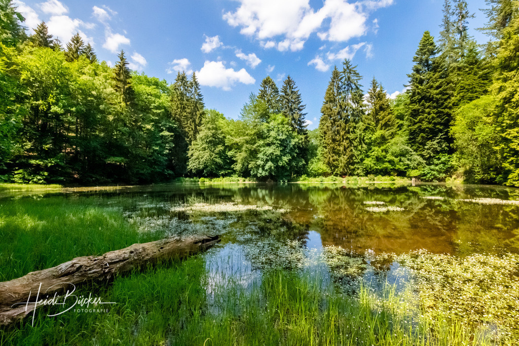 Mühlenteich bei Grafschaft | Mühlenteich bei Grafschaft im Schmallenberger Sauerland - Realisiert mit Pictrs.com
