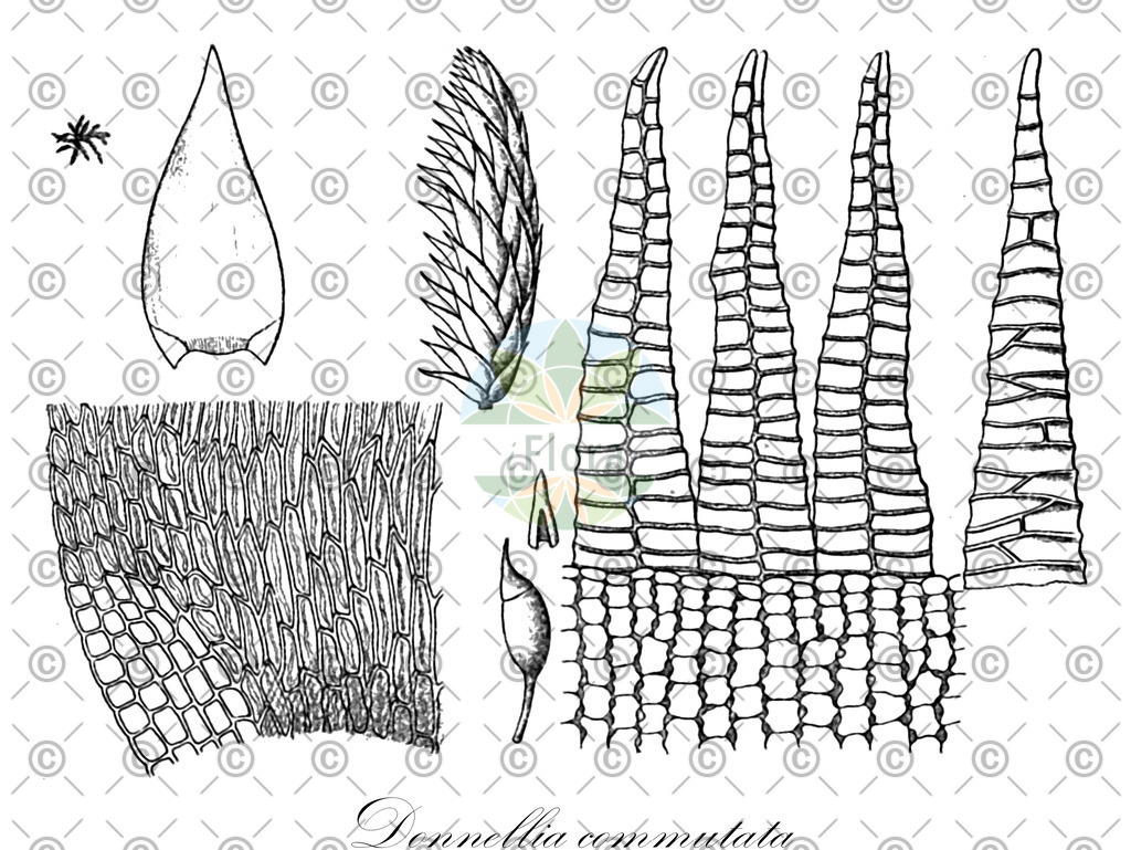 HistAbb_wfo-0000654139_1_ENZY_Simple | Historische Abbildung von Donnellia commutata - Sematophyllaceae | Historical Illustration of Donnellia commutata - Sematophyllaceae