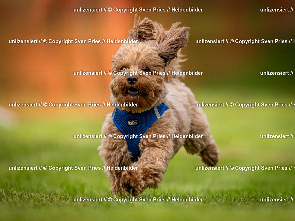 Sven Pries | 2024-09-22 - Hunderennen Baden-BadenPudelverein - Realisiert mit Pictrs.com