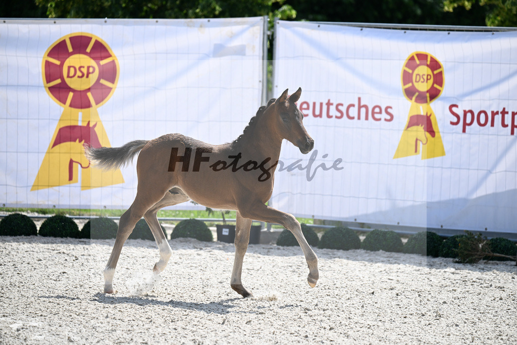 Kat-Nr. 42 Cadeau Noir x Locksley III_HF_Haberl_15251123 | hf-fotografie - Realisiert mit Pictrs.com