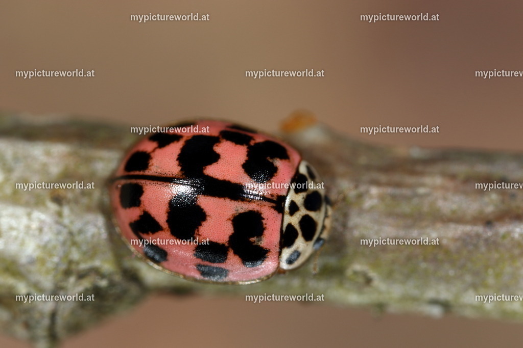Oenopia conglobata-001 | Das Bilderarchiv über Tiere, Planzen und Landschaften. In der Bilddatenbank finden Sie ein große Auswahl an hochwertigen Bilder für Ihre Werbung - Realized with Pictrs.com