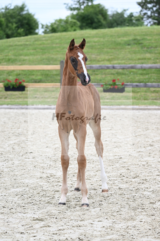 Kat-Nr. 17 HF Benicio_Binder_17230563 | hf-fotografie - Realizzato con Pictrs.com