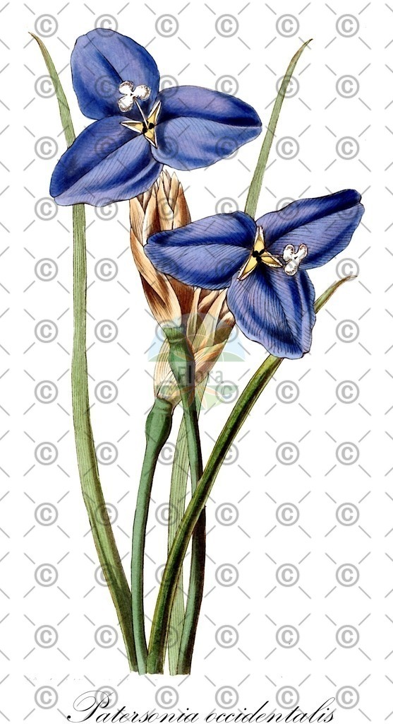 HistAbb_wfo-0001043143_2_ENZY_Simple | Historische Abbildung von Patersonia occidentalis - Iridaceae | Historical Illustration of Patersonia occidentalis - Iridaceae