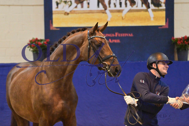 101 Gut Wettlkam _s Feliciano v. Floricello - Boston - Lord Sinclair DSC_5569 | <meta name="description" content="★Offizieller Merchandise und Foto-/Videostore des Oldenburger Verbandes.★ ✅Jetzt auch digital Ausdrucke erhältlich." />
<meta name="keywords" content="Merchandise Foto-/Videostore Oldenburger Verband Photographie 