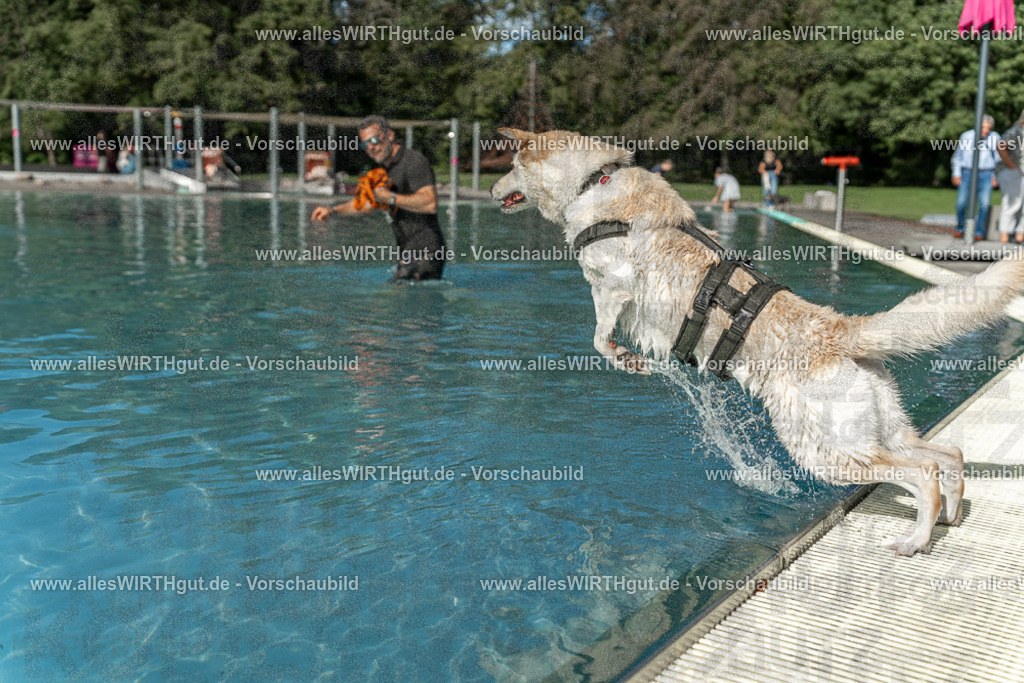 Hundeschwimmen_Volksbad_2026-allesWIRTHgut_Tierfotografie-2609061547-7R501893 | Professionelle Tierfotografie in Mönchengladbach von Daniel Wirth (allesWIRTHgut). Liebevolle & natürliche Bilder von Hunden & Katzen für unvergessliche Erinnerungen.