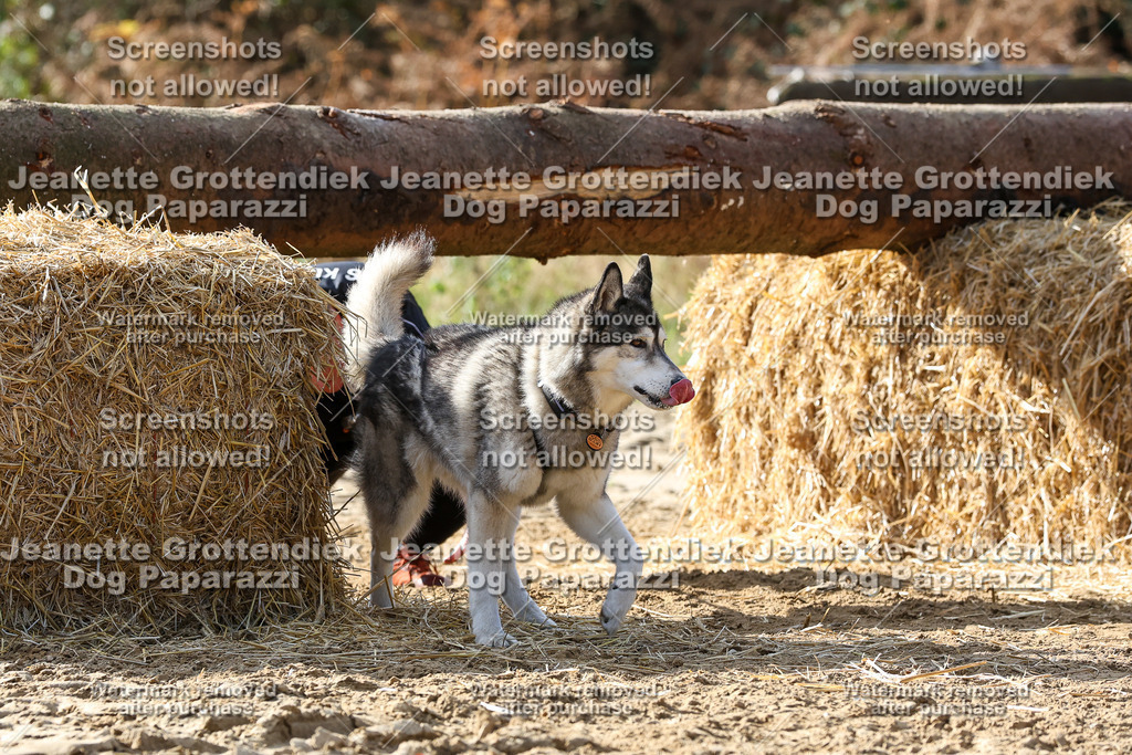 Dog Paparazzi - Strongdog 10-25-5885 | Dog Paparazzi Jeanette Grottendiek Fotografie & Videografie - Realisiert mit Pictrs.com