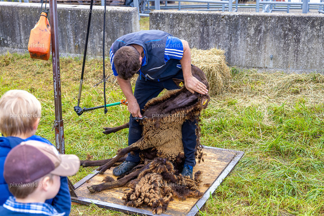 SchaZie Tag | Bildershop von pixelworld.at - Realisiert mit Pictrs.com