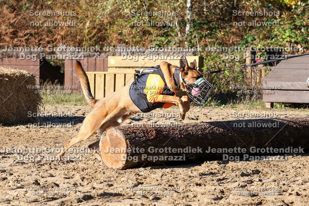 Dog Paparazzi - Strongdog 10-25-1829 | Dog Paparazzi Jeanette Grottendiek Fotografie & Videografie - Realisiert mit Pictrs.com