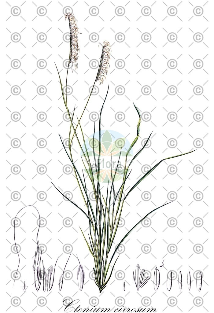 HistAbb_3WZ3_1_ENZY_Simple | Historische Abbildung von Ctenium cirrosum - Poaceae | Historical Illustration of Ctenium cirrosum - Poaceae
