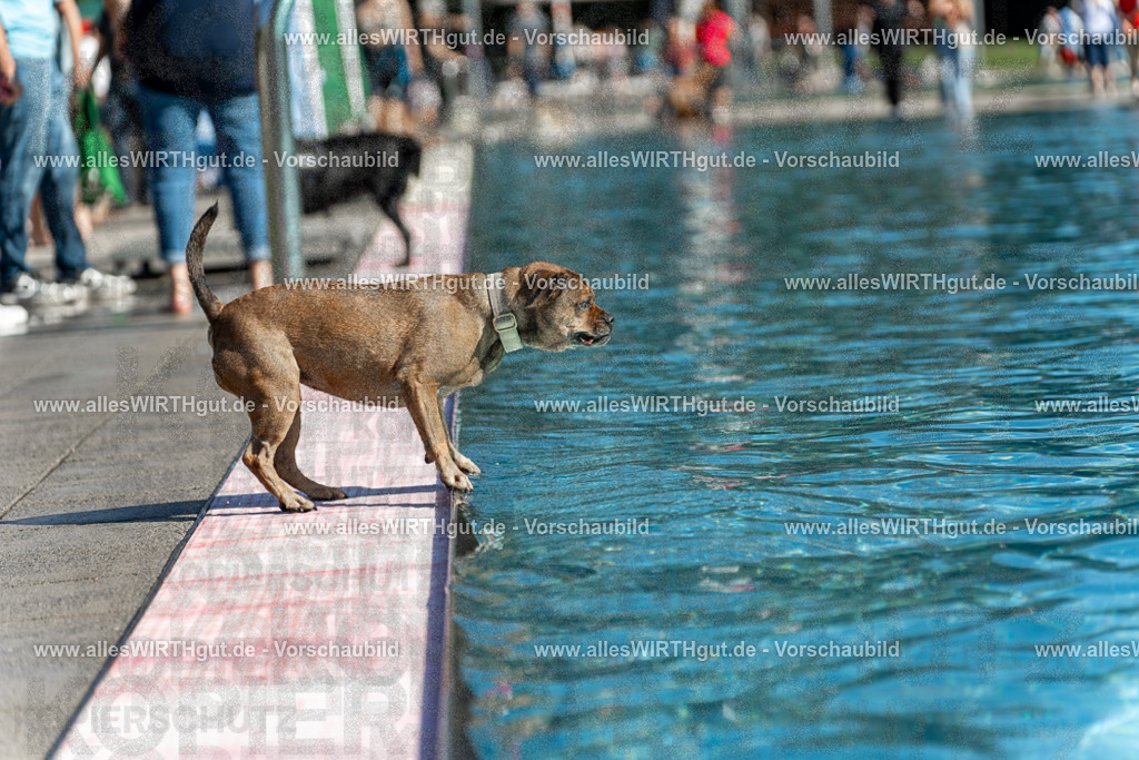 Hundeschwimmen_Volksbad_2026-allesWIRTHgut_Tierfotografie-2609061120-103029-7R509557 | Professionelle Tierfotografie in Mönchengladbach von Daniel Wirth (allesWIRTHgut). Liebevolle & natürliche Bilder von Hunden & Katzen für unvergessliche Erinnerungen.