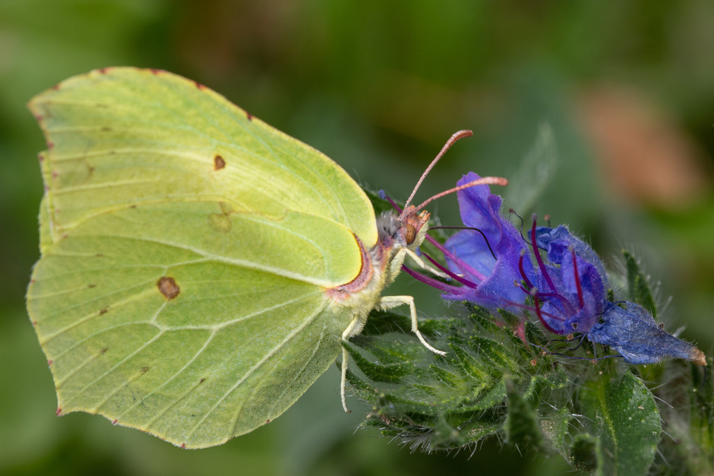 IMG_4489 | ehrlichefotos - Realisiert mit Pictrs.com