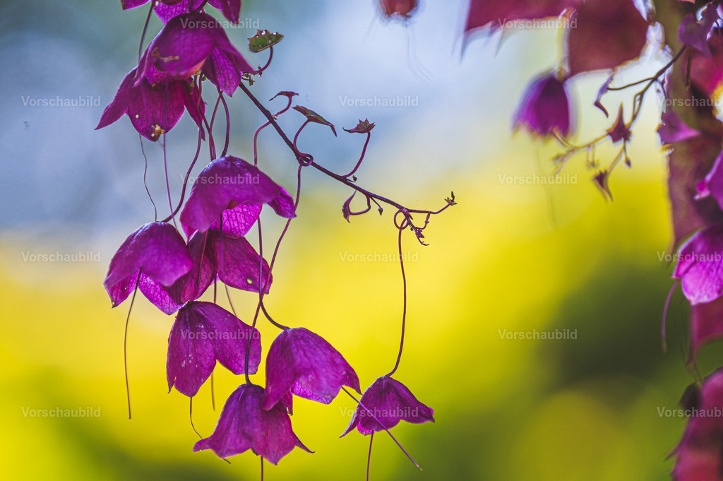 Fotoatelier Christian Hofmeister | Stadtlandschaften, sowie Makro-, Landschafts-, Natur- und Schwarzweißfotos aus der Region Celle &amp; Umgebung