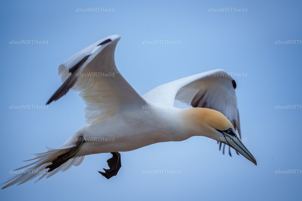 allesWIRTHwild.de - 7IV03351 | Entdecke die faszinierende Welt der Natur- und Wildlife-Fotografie von Daniel und Bärbel. Inspirierende Bilder von wilden Tieren und kleinen Naturwundern.