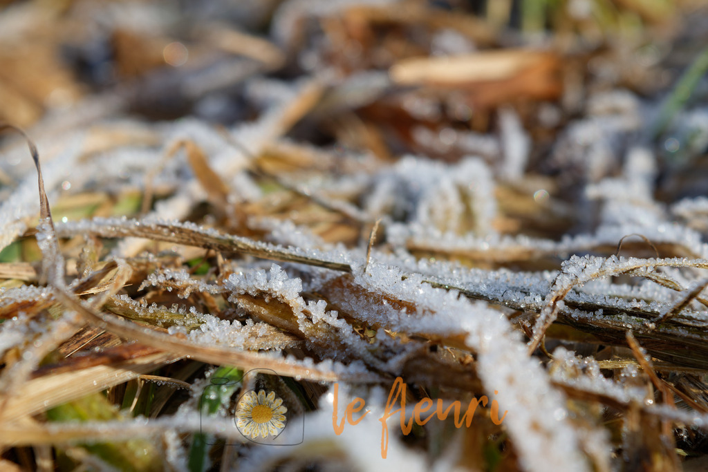 DSC_0285-NEF_DxO_DeepPRIME | Dies ist der Shop von Florian Blum - le fleuri. Langenthal, Bern, SchweizSie können hier meine oder ihre eigenen Fotos als Fotoprodukte kaufen. Tassen, Schlüsselanhänger, Taschen etc. können Sie hier gestalten.  - Realisiert mit Pictrs.com