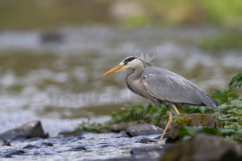 R6M31079_20260502 | Ein Graureiher (Ardea cinerea) steht im flachen Wasser am Ufer eines Gewässers. Er blickt aufmerksam nach links, möglicherweise auf der Suche nach Beute. Das Wasser ist leicht bewegt, und am Ufer sind Steine und grüne Pflanzen zu sehen. - Realisiert mit Pictrs.com