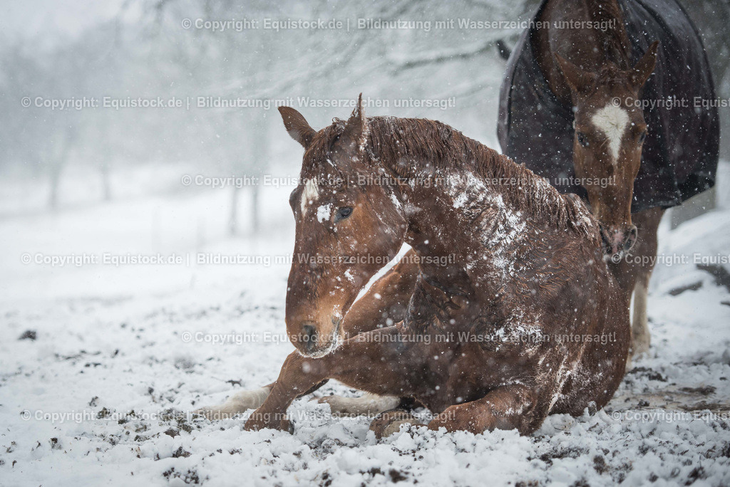 TS_20180217_Fuchs_Schnee_Koppel_0002 | Foto: Thomas Hartig