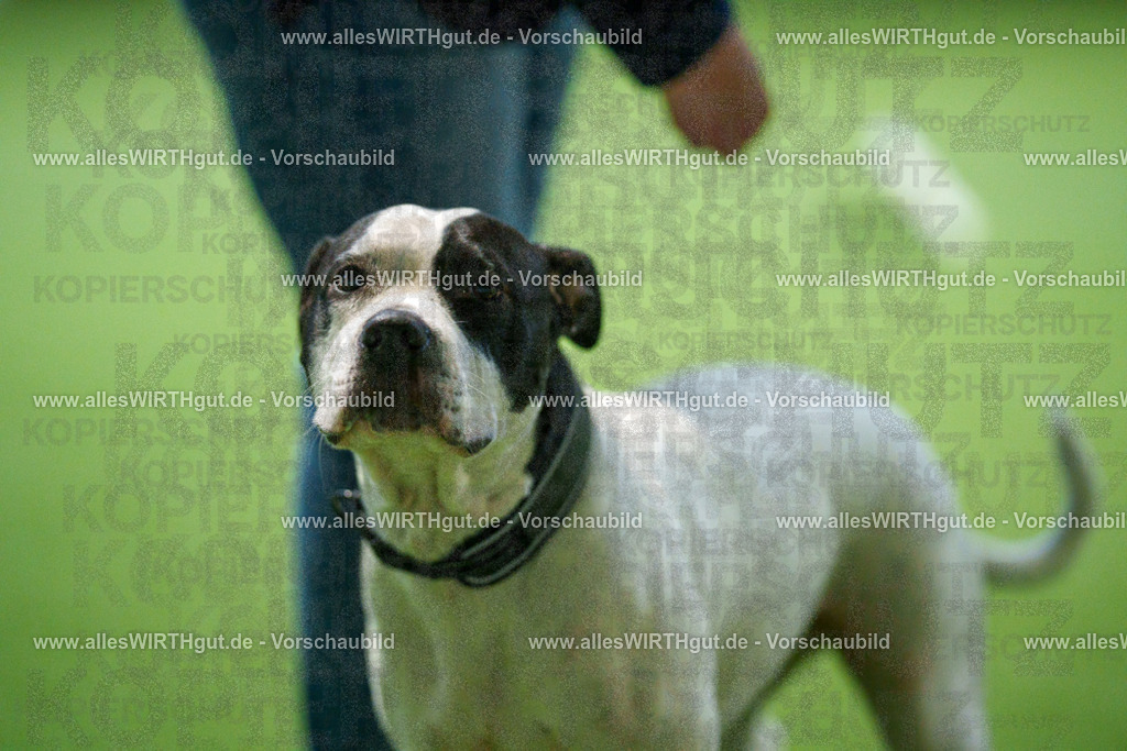 7R507777 | Professionelle Tierfotografie in Mönchengladbach von Daniel Wirth (allesWIRTHgut). Liebevolle & natürliche Bilder von Hunden & Katzen für unvergessliche Erinnerungen.