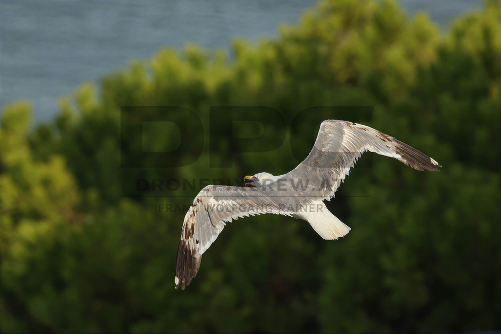 Yellow-legged Gull (Larus michahellis) | Yellow-legged Gull (Larus michahellis), a large gull species commonly found along Mediterranean coasts, rocky shorelines, harbours and coastal areas. - Realisiert mit Pictrs.com