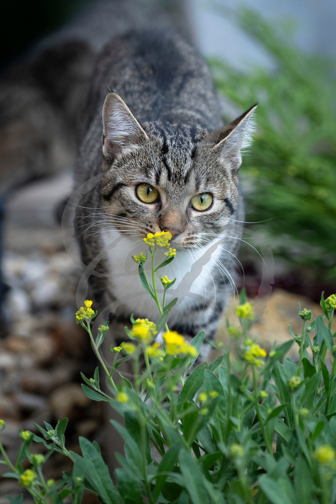 _DSC8380_Mia | sebastiandoebroessy - Realisiert mit Pictrs.com