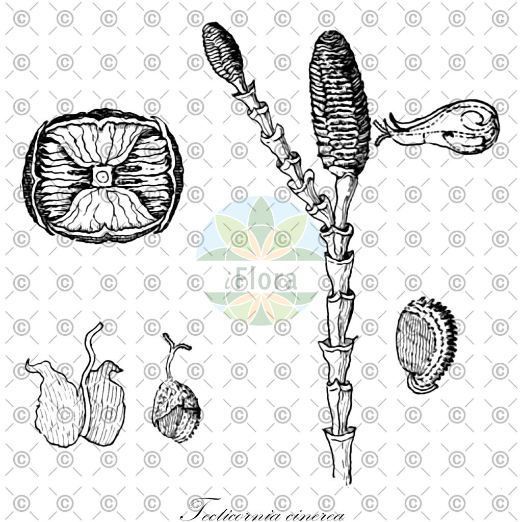 HistAbb_wfo-0001136640_1_ENZY_Simple | Historische Abbildung von Tecticornia cinerea - Amaranthaceae | Historical Illustration of Tecticornia cinerea - Amaranthaceae
