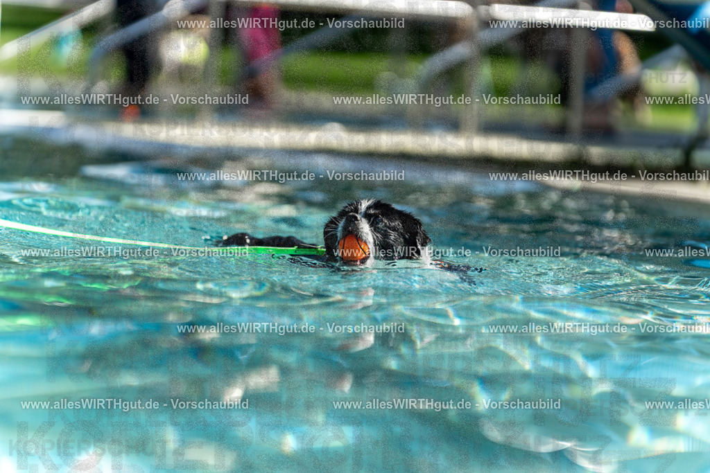 Hundeschwimmen_Volksbad_2026-allesWIRTHgut_Tierfotografie-2609061228-113816-7R500055 | Professionelle Tierfotografie in Mönchengladbach von Daniel Wirth (allesWIRTHgut). Liebevolle & natürliche Bilder von Hunden & Katzen für unvergessliche Erinnerungen.