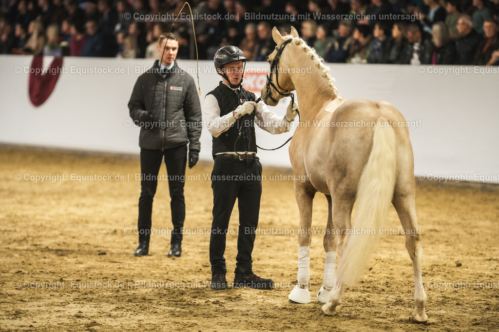 20240302_Hengstvorstellung_Marbach_TOMsPiC_0813 | equistock