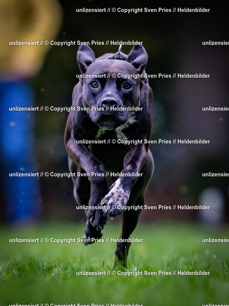 Sven Pries | 2024-10-19 - Hunderennen Ober-Grombach - Realisiert mit Pictrs.com