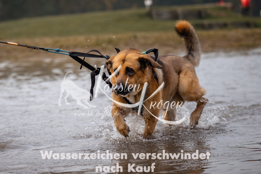 0826_ZZ91495 | kk-dogfotos