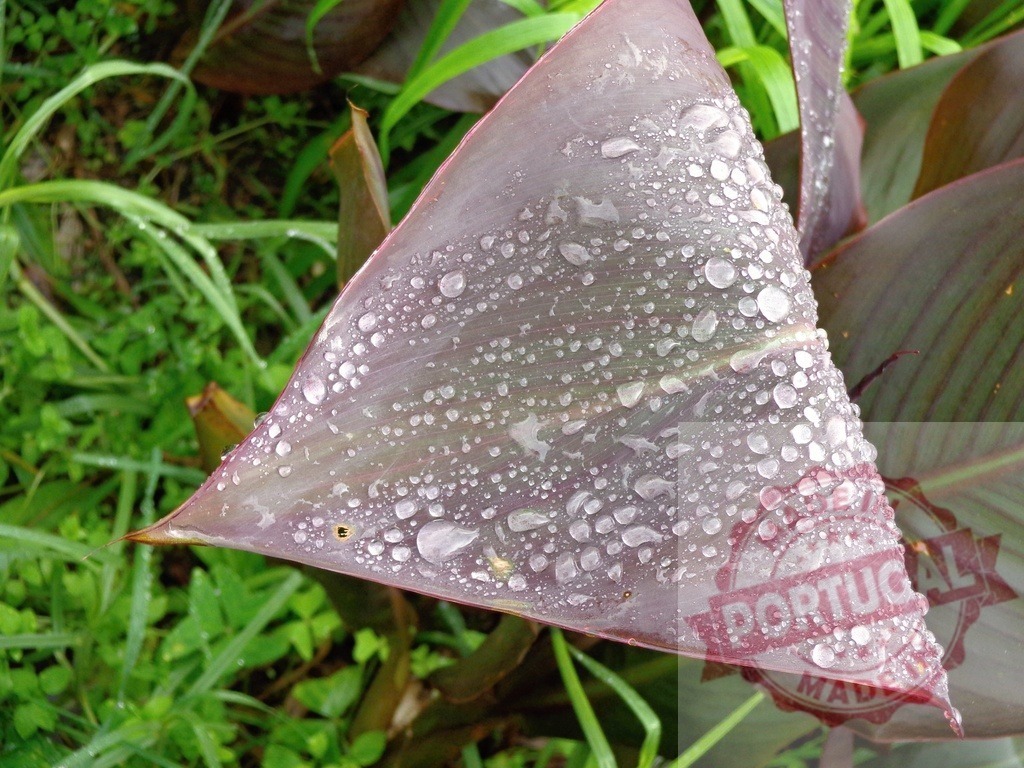 Canna lily leaf collecting rain droplets outdoor | Canna lily leaf surface collecting fresh water droplets after a rain shower - Realisiert mit Pictrs.com