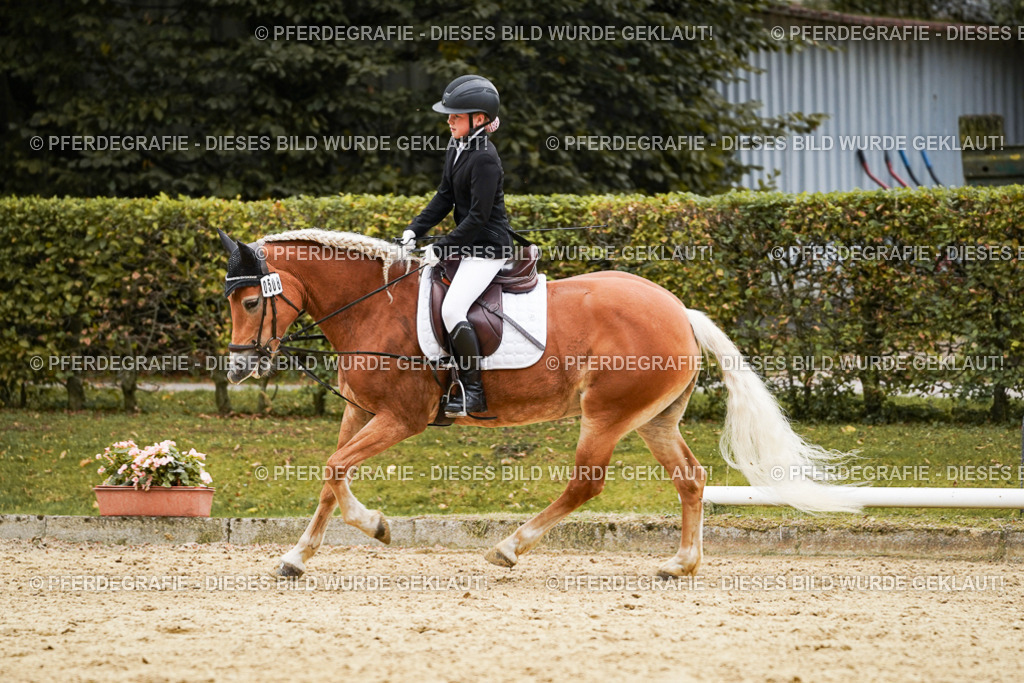 DSC00556 | Pferdegrafie