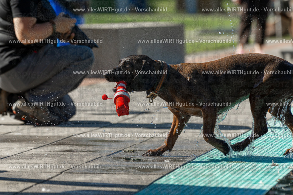 Hundeschwimmen_Volksbad_2026-allesWIRTHgut_Tierfotografie-2609061034-094426-7R508974 | Professionelle Tierfotografie in Mönchengladbach von Daniel Wirth (allesWIRTHgut). Liebevolle & natürliche Bilder von Hunden & Katzen für unvergessliche Erinnerungen.
