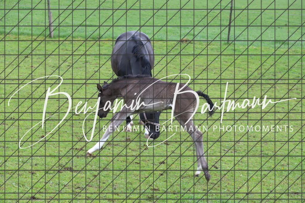 IMG_4318 | Benjamin Bartmann Photomoments