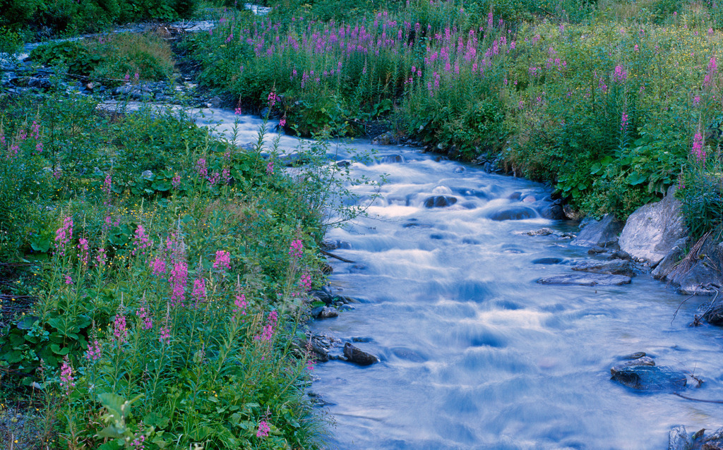 Rauschender Wildbach mit Blumen am Ufer | Ober Tilliach, Austria - February 05, 2009: Rauschender Wildbach mit Blumen am Ufer. - Realisiert mit Pictrs.com