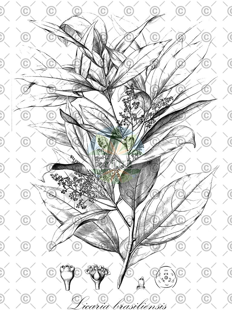 HistAbb_wfo-0000227451_1_ENZY_Simple | Historische Abbildung von Licaria brasiliensis - Lauraceae | Historical Illustration of Licaria brasiliensis - Lauraceae