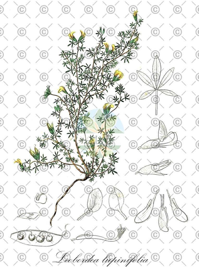 HistAbb_wfo-0000445333_1_ENZY_Simple | Historische Abbildung von Leobordea lupinifolia - Fabaceae | Historical Illustration of Leobordea lupinifolia - Fabaceae