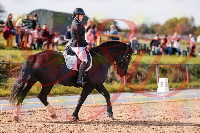 2026_10_03_Siefer-Hof_120700_Z81_08412982 | Professionelle Reitsport-, Turnier- und Eventfotografie von Robert Broda. Galerien mit ausgewählten und bearbeiteten Bildern direkt online ansehen und bestellen.