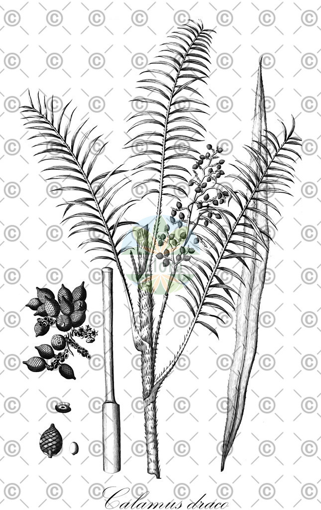 HistAbb_wfo-0000755403_3_ENZY_Simple | Historische Abbildung von Calamus draco - Arecaceae (Drachenblutbaum;Drachenblutpalme) | Historical Illustration of Calamus draco - Arecaceae