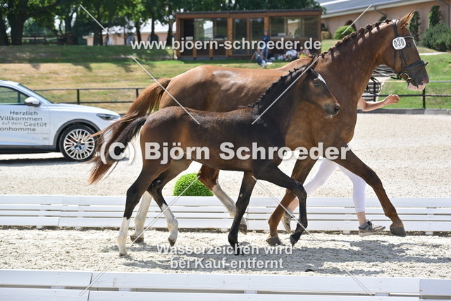 30_Escaneno - Quaterback_935_2132 | Björn Schroeder Pferdefotografie