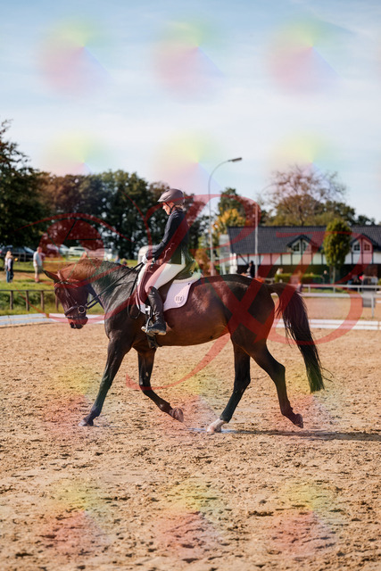 2026_10_03_Siefer-Hof_133503_Z63_94123636 | Professionelle Reitsport-, Turnier- und Eventfotografie von Robert Broda. Galerien mit ausgewählten und bearbeiteten Bildern direkt online ansehen und bestellen.
