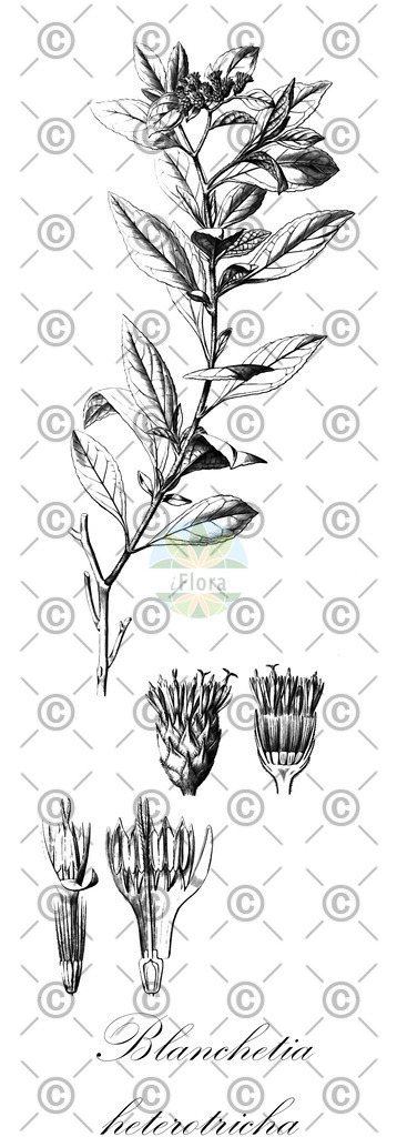HistAbb_wfo-0000761606_1_ENZY_Simple | Historische Abbildung von Blanchetia heterotricha - Asteraceae | Historical Illustration of Blanchetia heterotricha - Asteraceae